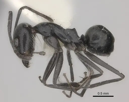 Dorymyrmex antarcticus specimen CASENT0217406 image casent0217406_3