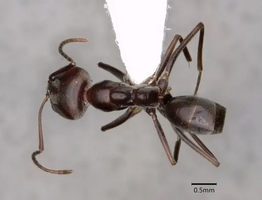 Dorymyrmex antarcticus specimen CASENT0841512 image casent0841512_1