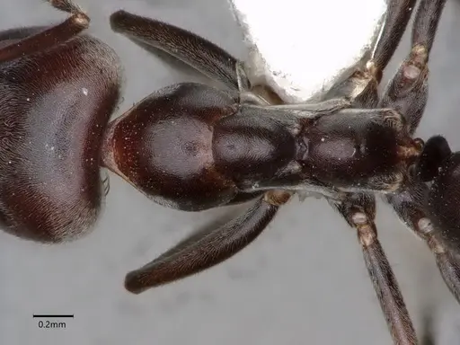 Dorymyrmex antarcticus specimen CASENT0841512 image casent0841512_2