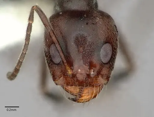 Dorymyrmex antarcticus specimen CASENT0841512 image casent0841512_3
