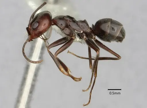 Dorymyrmex antarcticus specimen CASENT0841512 image casent0841512_4