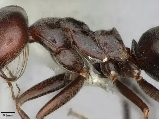 Dorymyrmex antarcticus specimen CASENT0841512 image casent0841512_5