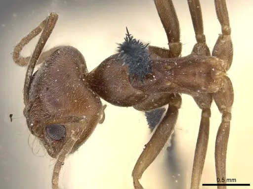 Dorymyrmex antarcticus specimen CASENT0909729 image casent0909729_1