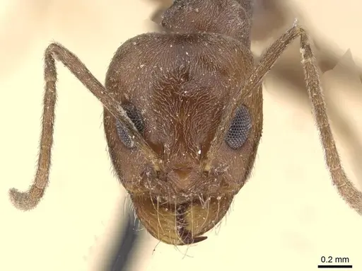 Dorymyrmex antarcticus specimen CASENT0909729 image casent0909729_2