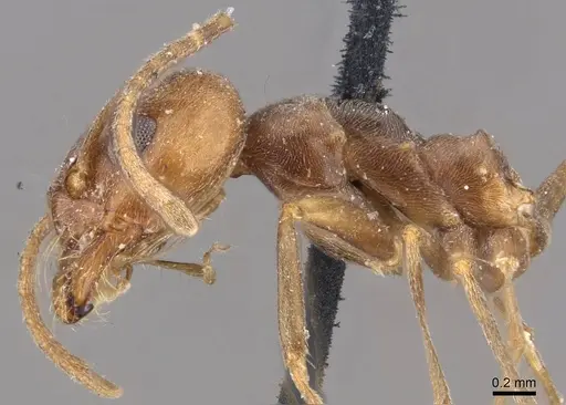 Dorymyrmex antarcticus specimen CASENT0909729 image casent0909729_3