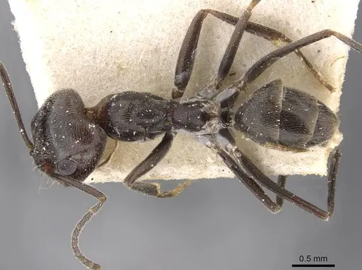 Dorymyrmex antarcticus specimen CASENT0909750 image casent0909750_1