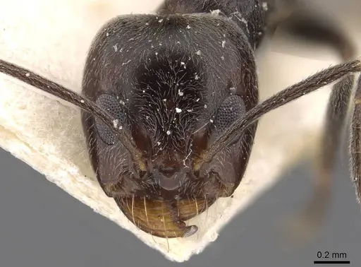 Dorymyrmex antarcticus specimen CASENT0909750 image casent0909750_2