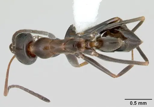 Dorymyrmex antillanus specimen CASENT0103411 image casent0103411_1
