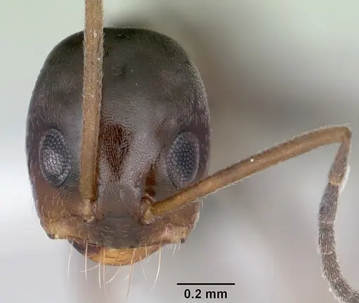 Dorymyrmex antillanus specimen CASENT0103411 image casent0103411_2