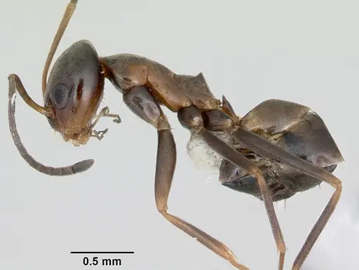 Dorymyrmex antillanus specimen CASENT0103411 image casent0103411_3