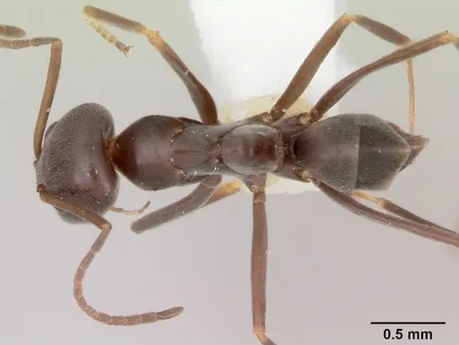 Dorymyrmex antillanus specimen CASENT0103447 image casent0103447_1