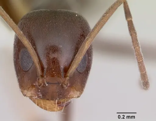 Dorymyrmex antillanus specimen CASENT0103447 image casent0103447_2