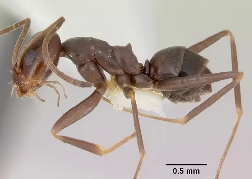 Dorymyrmex antillanus specimen CASENT0103447 image casent0103447_3