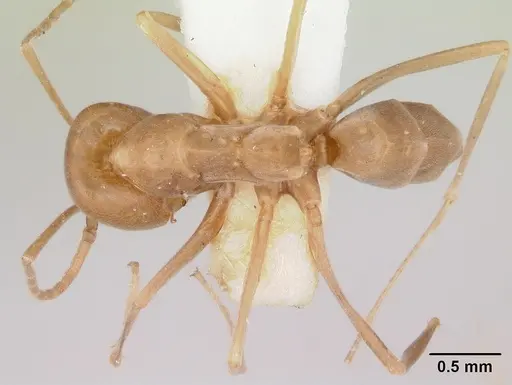 Dorymyrmex antillanus specimen CASENT0103448 image casent0103448_1