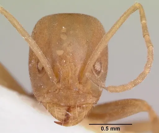 Dorymyrmex antillanus specimen CASENT0103448 image casent0103448_2
