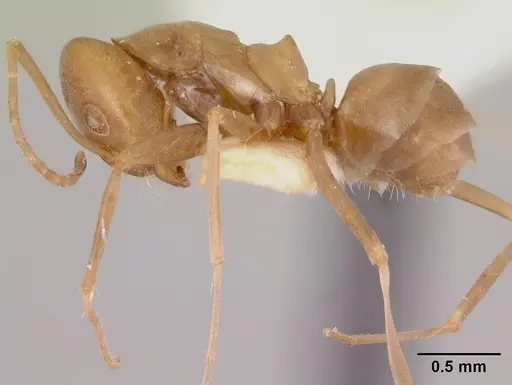Dorymyrmex antillanus specimen CASENT0103448 image casent0103448_3