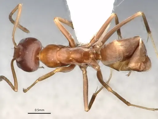Dorymyrmex antillanus specimen CASENT0841202 image casent0841202_1