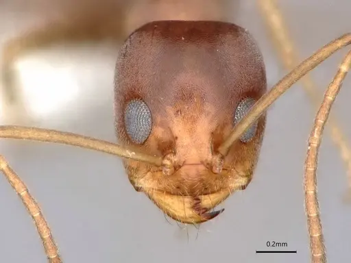 Dorymyrmex antillanus specimen CASENT0841202 image casent0841202_2