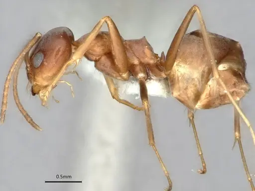 Dorymyrmex antillanus specimen CASENT0841202 image casent0841202_3