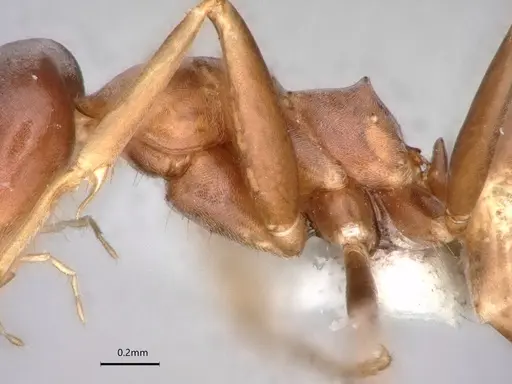 Dorymyrmex antillanus specimen CASENT0841202 image casent0841202_4