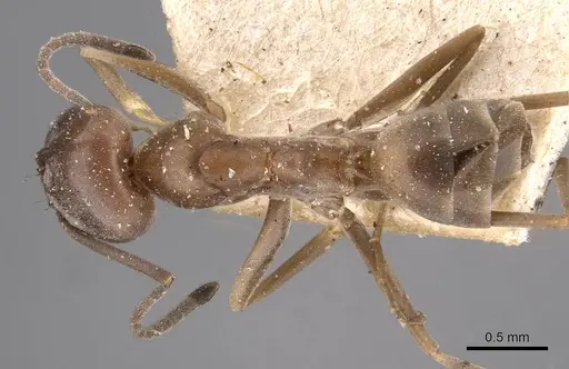 Dorymyrmex antillanus specimen CASENT0909743 image casent0909743_1