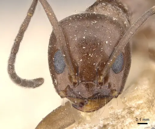 Dorymyrmex antillanus specimen CASENT0909743 image casent0909743_2