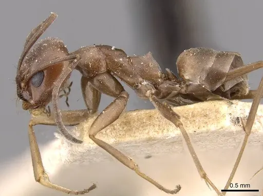 Dorymyrmex antillanus specimen CASENT0909743 image casent0909743_3