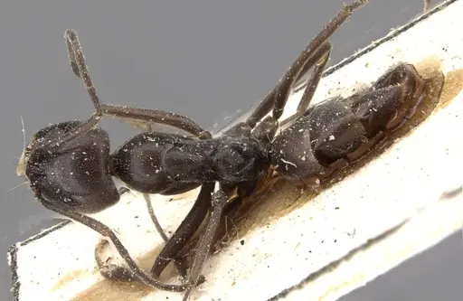 Dorymyrmex baeri specimen CASENT0909731 image casent0909731_1