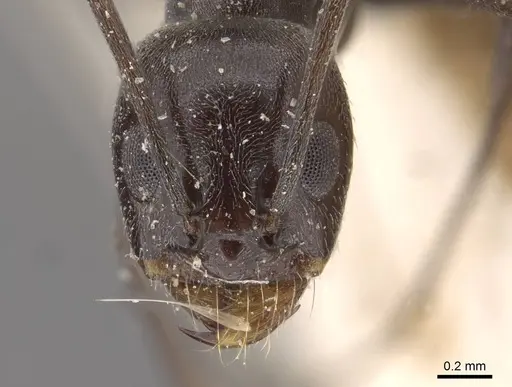 Dorymyrmex baeri specimen CASENT0909731 image casent0909731_2