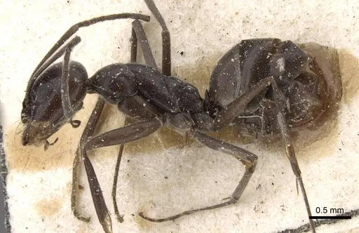 Dorymyrmex baeri specimen CASENT0909731 image casent0909731_3