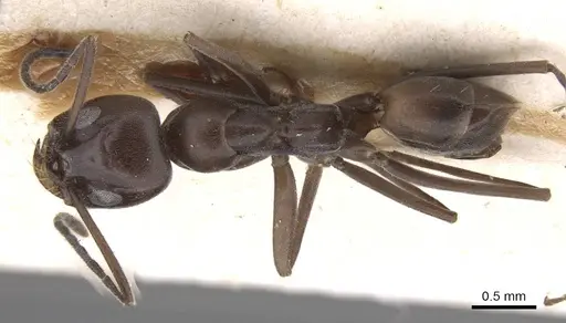 Dorymyrmex baeri specimen CASENT0915337 image casent0915337_1