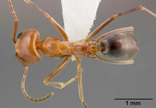 Dorymyrmex bicolor specimen CASENT0005318 image casent0005318_1