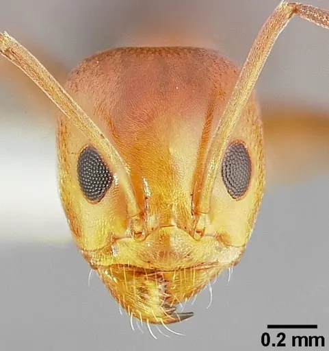 Dorymyrmex bicolor specimen CASENT0005318 image casent0005318_2
