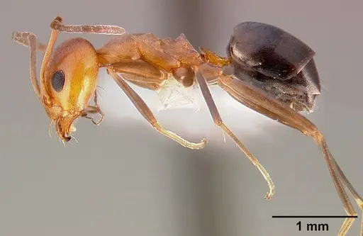 Dorymyrmex bicolor specimen CASENT0005318 image casent0005318_3