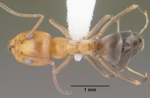 Dorymyrmex bicolor specimen CASENT0102752 image casent0102752_1