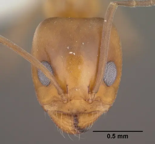 Dorymyrmex bicolor specimen CASENT0102752 image casent0102752_2