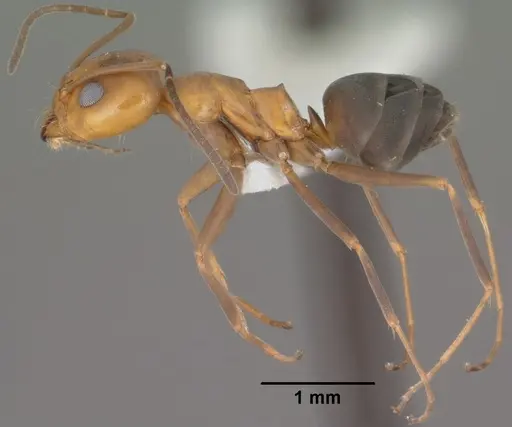 Dorymyrmex bicolor specimen CASENT0102752 image casent0102752_3