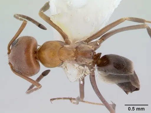 Dorymyrmex bicolor specimen CASENT0179517 image casent0179517_1