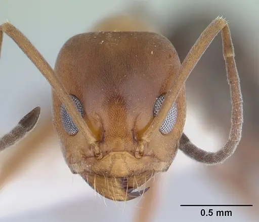 Dorymyrmex bicolor specimen CASENT0179517 image casent0179517_2