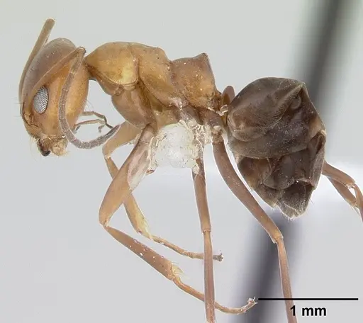 Dorymyrmex bicolor specimen CASENT0179517 image casent0179517_3