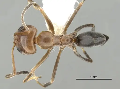 Dorymyrmex bicolor specimen CASENT0249669 image casent0249669_1
