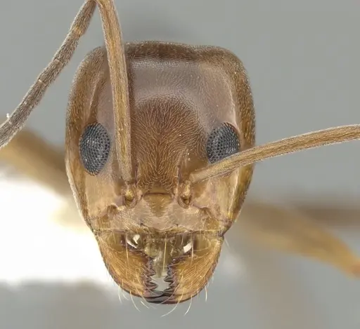 Dorymyrmex bicolor specimen CASENT0249669 image casent0249669_2