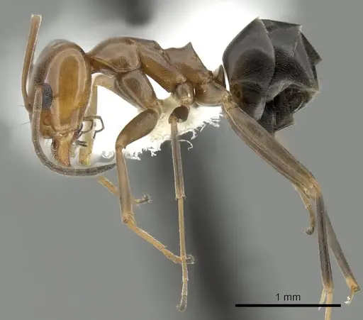 Dorymyrmex bicolor specimen CASENT0249669 image casent0249669_3