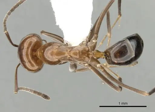 Dorymyrmex bicolor specimen CASENT0249673 image casent0249673_1
