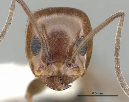 Dorymyrmex bicolor specimen CASENT0249673 image casent0249673_2