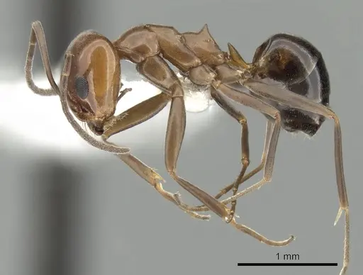 Dorymyrmex bicolor specimen CASENT0249673 image casent0249673_3