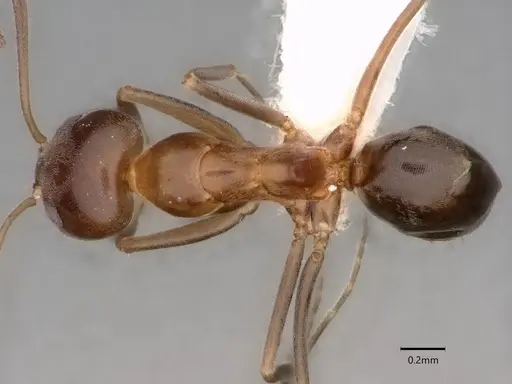 Dorymyrmex bicolor specimen CASENT0841071 image casent0841071_1