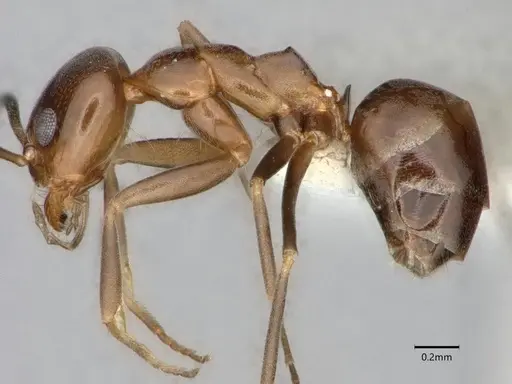 Dorymyrmex bicolor specimen CASENT0841071 image casent0841071_3