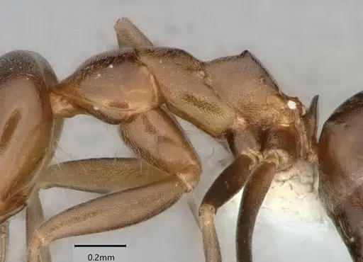 Dorymyrmex bicolor specimen CASENT0841071 image casent0841071_4