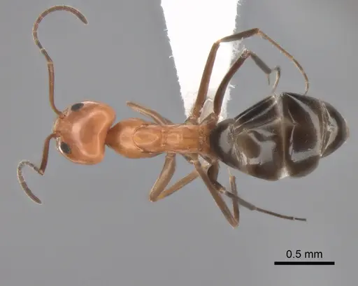 Dorymyrmex bicolor specimen CASENT0841112 image casent0841112_1